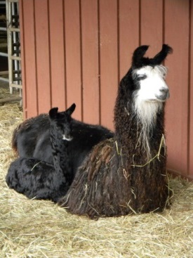 Mom and baby llama